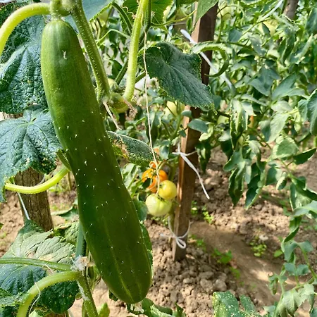 Philippos * Bujanovac